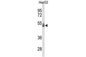 Western blot analysis of TBX1 Antibody (C-term) in HepG2 cell line lysates (35µg/lane).