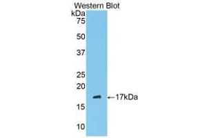 Western blot analysis of recombinant Mouse C1INH. (SERPING1 anticorps  (AA 397-495))