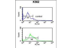 Flow cytometric analysis of K562 cells (bottom histogram) compared to a negative control cell (top histogram). (TJP1 anticorps  (C-Term))