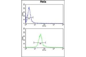 Flow cytometry analysis of Hela cells using DERL1 Antibody (C-term) Cat.