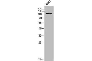 Western Blot analysis of K562 cells using COL6A2 Polyclonal Antibody