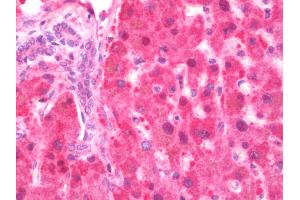 Anti-GDI2 antibody IHC staining of human liver. (GDI2 anticorps  (FITC))