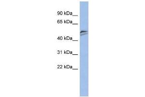 Human PANC1; WB Suggested Anti-SNAPC3 Antibody Titration: 0. (SNAPC3 anticorps  (Middle Region))