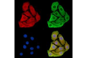 ABIN7096074 and ABIN7100136 staining Hela cells by IF/ICC.