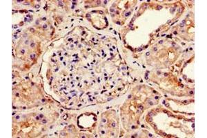 Immunohistochemistry of paraffin-embedded human kidney tissue using ABIN7160959 at dilution of 1:100 (NDUFS4 anticorps  (AA 43-161))