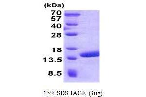 Polymerase (RNA) II (DNA Directed) Polypeptide J2 (POLR2J2) (AA 1-115) protein (His tag)