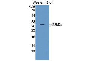 Western Blotting (WB) image for anti-Elastase 3B, Pancreatic (ELA3B) (AA 28-269) antibody (ABIN1176257)