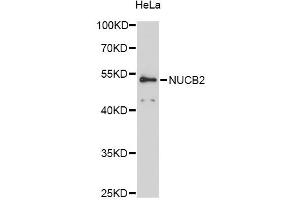 Western blot analysis of extracts of HeLa cells, using NUCB2 antibody (ABIN6290685) at 1:3000 dilution.