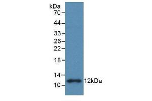 Detection of Recombinant S100B, Rat using Monoclonal Antibody to S100 Calcium Binding Protein B (S100B) (S100B anticorps  (AA 1-92))