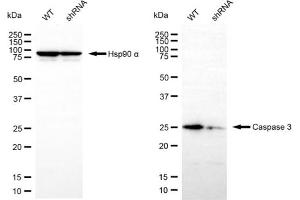 Western blotting analysis using caspase 3 antibody (ABIN7797892).