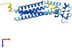 AlphaFold protein structure predicition of Mouse Recombinant Tspan3 Protein, UniprotID Q9QY33