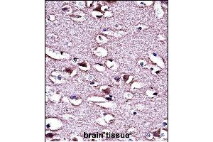 LMO2 Antibody (N-term) (ABIN658023 and ABIN2846961) immunohistochemistry analysis in formalin fixed and paraffin embedded human brain tissue followed by peroxidase conjugation of the secondary antibody and DAB staining.