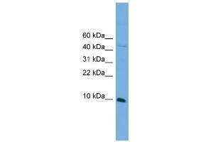 WB Suggested Anti-Bola2 Antibody Titration:  0. (BOLA2 anticorps  (N-Term))