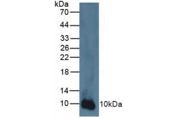 S100A2 anticorps  (AA 2-98)