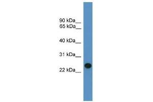Western Blot showing BNIP1 antibody used at a concentration of 1-2 ug/ml to detect its target protein. (BNIP1 anticorps  (C-Term))