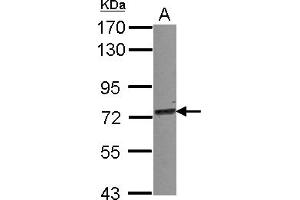 Western Blotting (WB) image for anti-Tripartite Motif Containing 25 (TRIM25) (AA 243-491) antibody (ABIN1501503) (TRIM25 anticorps  (AA 243-491))