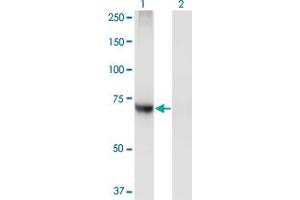 Western Blot analysis of PIGQ expression in transfected 293T cell line by PIGQ monoclonal antibody (M02), clone 2B7. (PIGQ anticorps  (AA 661-758))