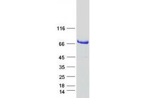Validation with Western Blot