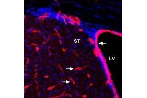 Expression of Glucose Transporter 1 in mouse striatum and wall of lateral ventricle - Immunohistochemical staining of perfusion-fixed frozen mouse brain sections using Anti-GLUT1 Antibody (ABIN7043691, ABIN7044481 and ABIN7044482), (1:400), followed by donkey-anti-rabbit-Cy3 secondary antibody (red).