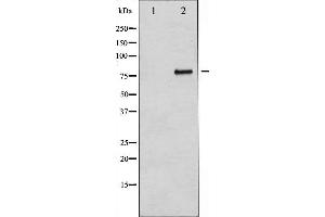 Western blot analysis of B-RAF expression in Insulin treated 293 whole cell lysates,The lane on the left is treated with the antigen-specific peptide. (BRAF anticorps  (Internal Region))