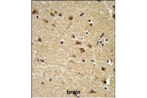 EDIL3 Antibody (Center) (ABIN652953 and ABIN2842608) IHC analysis in formalin fixed and paraffin embedded human brain tissue followed by peroxidase conjugation of the secondary antibody and DAB staining. (EDIL3 anticorps  (AA 337-365))