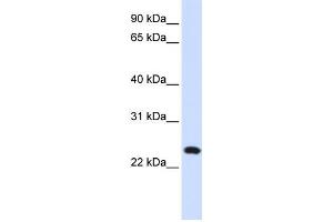Western Blotting (WB) image for anti-Lysosomal-Associated Membrane Protein Family, Member 5 (LAMP5) antibody (ABIN2459056) (LAMP5 anticorps)