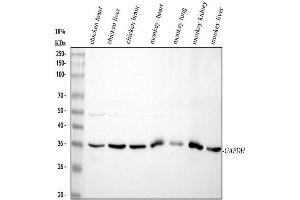 Western blot analysis of GAPDH using anti-GAPDH antibody (ABIN7602946).