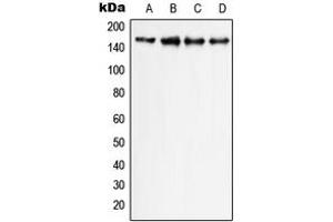 Western blot analysis of PLC gamma 1 expression in HeLa (A), Raw264. (Phospholipase C gamma 1 anticorps  (C-Term))