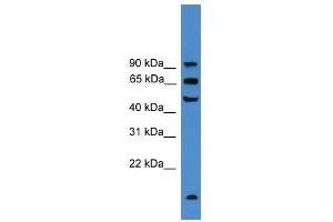 UMOD antibody used at 0. (Uromodulin anticorps  (C-Term))