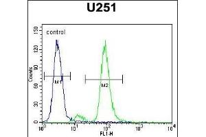 ZIK1 Antibody (Center) (ABIN654536 and ABIN2844254) flow cytometric analysis of  cells (right histogram) compared to a negative control cell (left histogram). (ZIK1 anticorps  (AA 186-215))