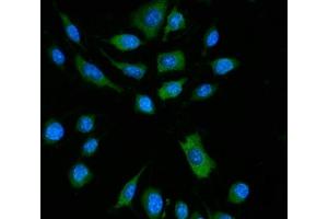 anti-Z-DNA Binding Protein 1 (ZBP1) (AA 2-382) antibody