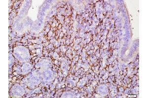 Paraformaldehyde-fixed, paraffin embedded rat uterus, Antigen retrieval by boiling in sodium citrate buffer (pH6) for 15min, Block endogenous peroxidase by 3% hydrogen peroxide for 30 minutes, Blocking buffer (normal goat serum) at 37°C for 20min, Antibody incubation with ETL/ELTD1 Polyclonal Antibody, Unconjugated  at 1:500 overnight at 4°C, followed by a conjugated secondary and DAB staining.
