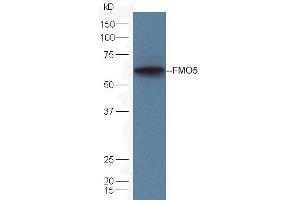 Mouse liver lysates probed with Rabbit Anti-FMO5 Polyclonal Antibody (ABIN1714764) at 1:300 overnight in 4˚C. (FMO5 anticorps  (AA 251-350))