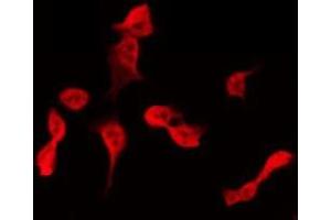 ABIN6275399 staining Hela by IF/ICC. (APOBEC3B anticorps  (N-Term))