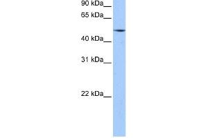 WB Suggested Anti-ESRRG Antibody Titration:  0. (ESRRG anticorps  (N-Term))