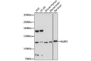 Western blot analysis of extracts of various cell lines, using NLRP3 antibody. (NLRP3 anticorps)