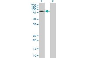 Western Blot analysis of RUNX1T1 expression in transfected 293T cell line by RUNX1T1 MaxPab polyclonal antibody.