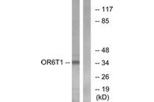 Western Blotting (WB) image for anti-Olfactory Receptor, Family 6, Subfamily T, Member 1 (OR6T1) (AA 264-313) antibody (ABIN2891046) (OR6T1 anticorps  (AA 264-313))