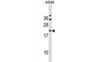 Western Blotting (WB) image for anti-GrpE-Like 2, Mitochondrial (GRPEL2) antibody (ABIN3000757) (GRPEL2 anticorps)