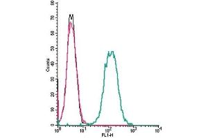 Cell surface detection of NMUR1 by indirect flow cytometry in live intact mouse J774 macrophage cell line: (black line) Cells. (NMUR1 anticorps  (Extracellular))