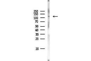 anti-SAPS Domain Family, Member 2 (SAPS2) antibody