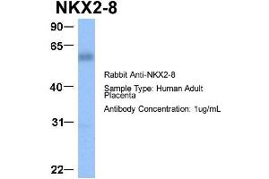 Host:  Rabbit  Target Name:  NKX2-8  Sample Type:  Human Adult Placenta  Antibody Dilution:  1. (NKX2-8 anticorps  (C-Term))