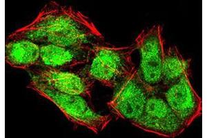 Immunofluorescence analysis of HeLa cells using KDM4A mouse mAb (green). (KDM4A anticorps  (AA 932-1057))
