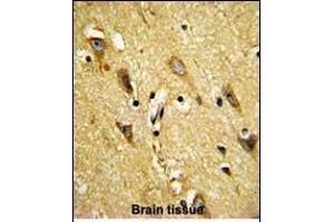 Formalin-fixed and paraffin-embedded human brain reacted with MOBP Antibody (N-term), which was peroxidase-conjugated to the secondary antibody, followed by DAB staining.