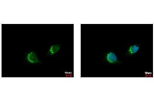 ICC/IF Image ETEA antibody [C3], C-term detects FAF2 protein at endoplasmic reticulum by immunofluorescent analysis. (FAF2 anticorps  (C-Term))