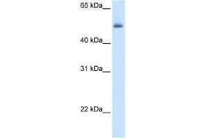 ASL antibody used at 5 ug/ml to detect target protein. (ASL anticorps  (Middle Region))