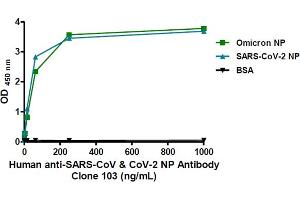 Human anti-SARS-CoV & CoV-2 NP Antibody Clone 103 (ng/mL)
