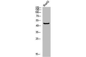 Western blot analysis of HEPG2-UV using p-MEK-1 (S298) antibody. (MEK1 anticorps  (pSer298))