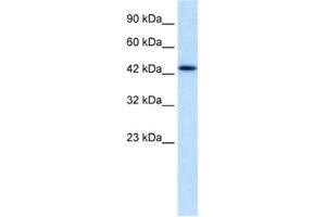 Western Blotting (WB) image for anti-Distal-Less Homeobox Protein 2 (DLX2) antibody (ABIN2460252) (DLX2 anticorps)