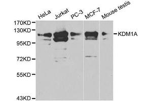 Western blot analysis of extracts of various cell lysates using KDM1A antibody. (LSD1 anticorps  (AA 130-380))